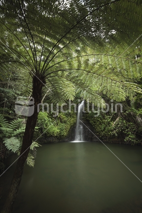 Green Fern and Waterfall in Omeru Reserve, Auckland (Raised ISO)