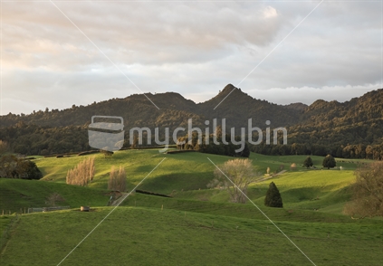 Rolling green hills and forest in Waikato region, North Island