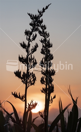 Flax bushes at sunset