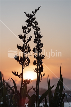 Flax bushes at sunset