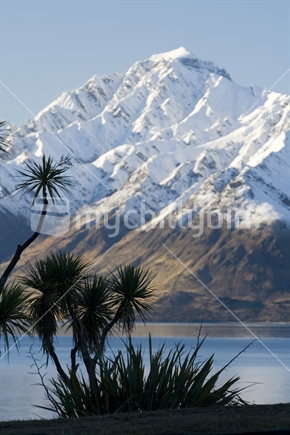 Southern lakes & native New Zealand Cabbage Tree