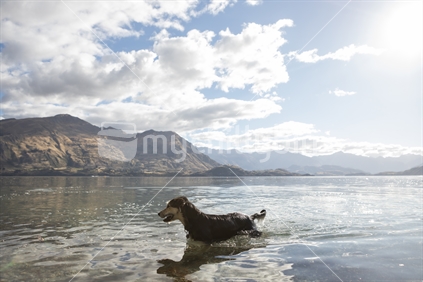 Dog playing in water, Lake Wanaka, South Island