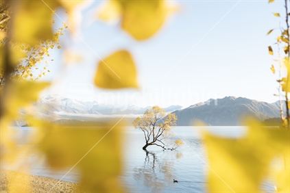 Autumn Trees, Lake Wanaka, South Island