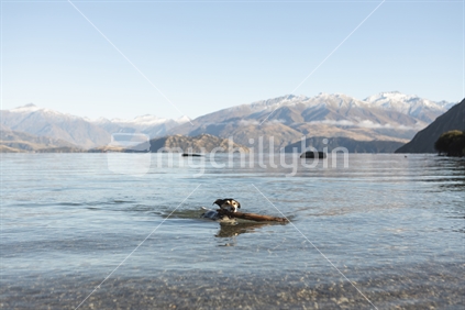 Dog swimming with tree branch in Lake Wanaka