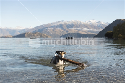 Dog swimming with tree branch in Lake Wanaka