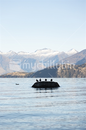 Calm water and birds at Lake Wanaka and Southern Alps