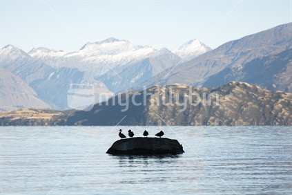 ducks on rock, Lake Wanaka