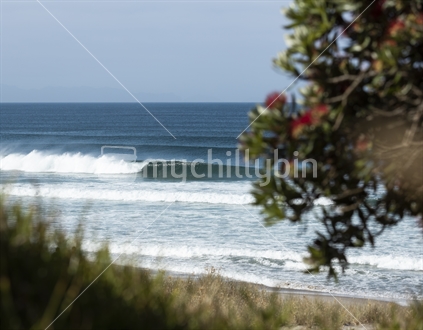 Good surf and Pohutukawa tree, Northland region