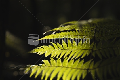 Native, fern glowing in sunlight
