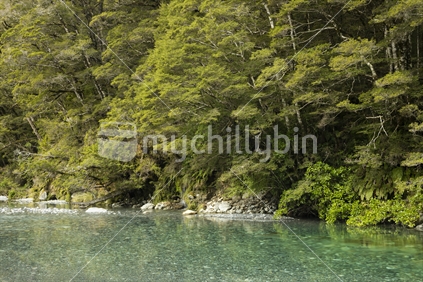 South Island bush and clean river
