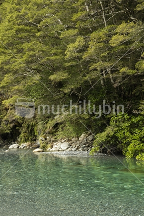 Rainforest and river, West Coast, South Island