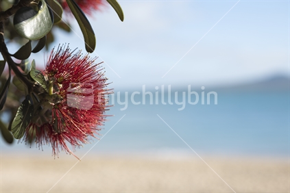 Pohutukawa flower close up with Rangitoto Island,