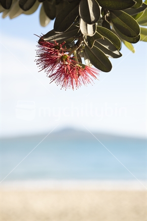 Kohimarama beach and pohutukawa flower