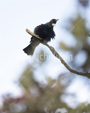 Tui bird in tree puffing its feathers