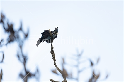 Native Tui bird singing in a tree