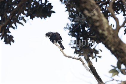 Native Tui bird in a tree - singing