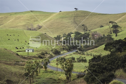 Rolling hills and gravel road, Waikato