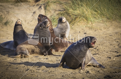 Sea lions fighting at Cannibal Bay, Catlins, New Zealand