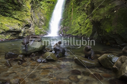 Seals frolicking in waterfall, Kaikoura