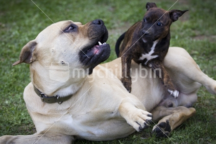 Friend or Foe; dogs playing