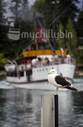 Seagull on wharf as Earnslaw approaches