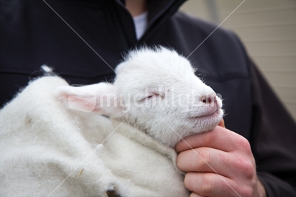Lamb in a blanket