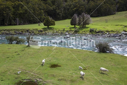 Sheep grazing; close to the Mt Aspiring walking track