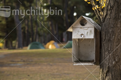 Old letter box attached to tree, with blurred campsite in the background