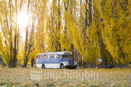 House bus and camp sheltered below a row of Autumn trees, Albert Town, South Island (see also 100151_718, 100151_716 , 100151_720)