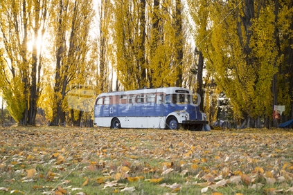 House bus and camp sheltered below a row of Autumn trees, Albert Town, South Island (see also 100151_715, 100151_718 , 100151_720)
