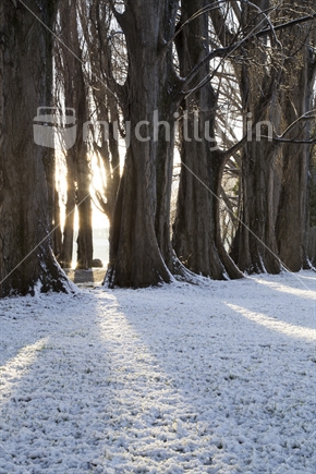 Sun shining through a row of trees onto fresh snowfall (see also 100151_741)