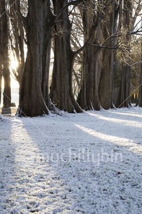 Sun shining through a row of trees onto fresh snowfall (see also 100151_740)