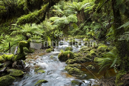 Picturesque river and rainforest, fiordland