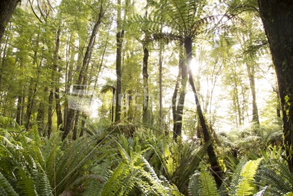 Sun shines through native bush bush in Fiordland National Park