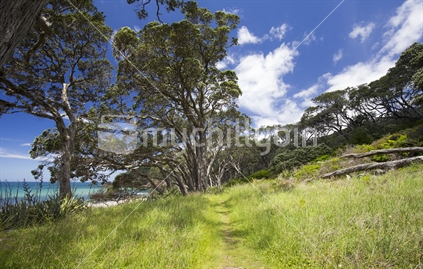 Orokawa bay and bush, Waihi, Coromandel