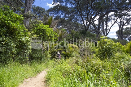 Orokawa Bay walking track, Waihi, Coromandel