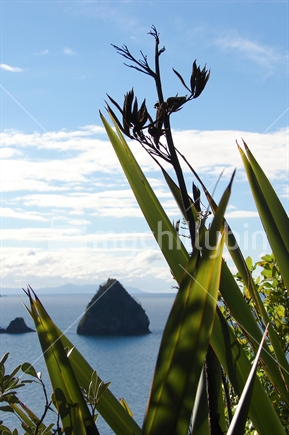 View of islands through flax near New Chums beach, on the Coromandel Peninsula