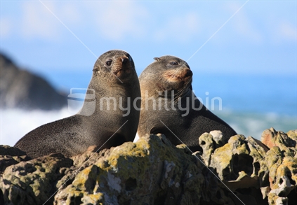 Seals basking in the sun, Kaikoura, South Island