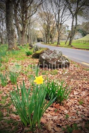 Early Daffodils blossoming, Cornwall Park, Auckland