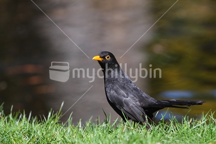 Black Bird by the Avon River, Christchurch