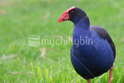 Curious Pukeko checking me out...