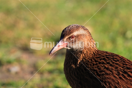 Close up of Weka or woodhen