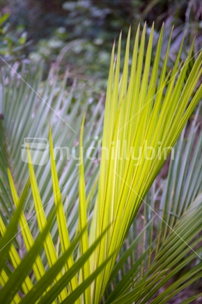 Nikau Palm leaves