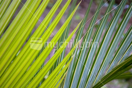 Nikau Palm leaves