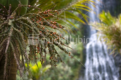 Nikau palm flower with waterfall beyond, Karekare