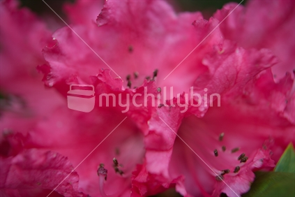 Closeup of vivid pink flower