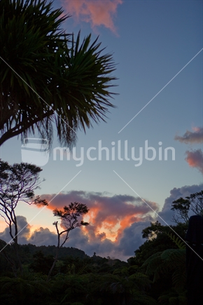Cabbage tree silhouetted against blue sky with sunset tinged clouds