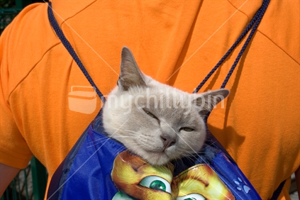 Burmese Cat in a Bright Back-Pack