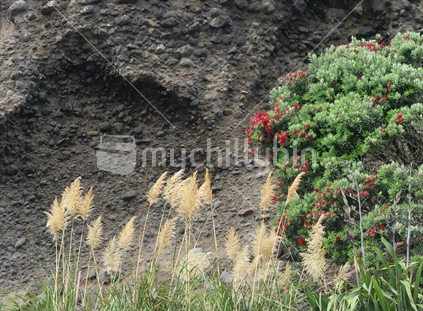 Rock bank and native plants