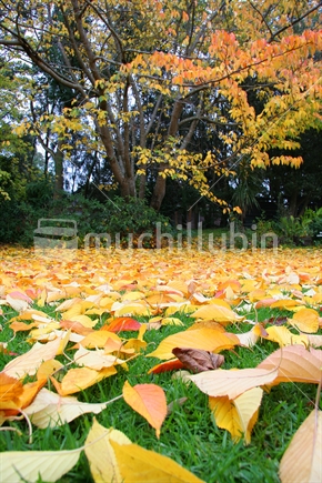 Autumn Leaves, New Zealand